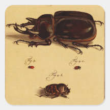 Rhinoceros Beetles Stickers