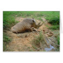 Rhinoceros cards by just_a_webshop Rhinoceros cards