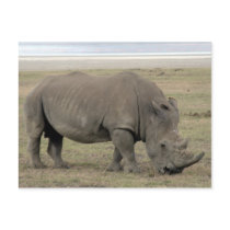rhinoceros postcards