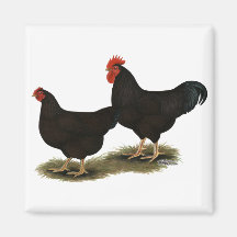 Rhode Island Red Bantams Magnets