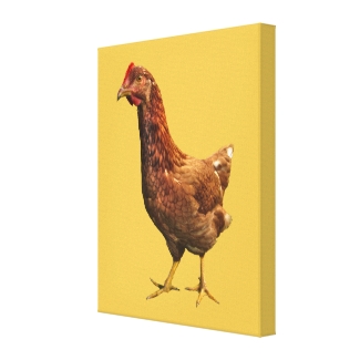 Rhode Island Red Hen Chicken Canvas Print