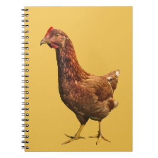 Rhode Island Red Hen Chicken Notebook