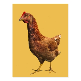 Rhode Island Red Hen Chicken Postcard