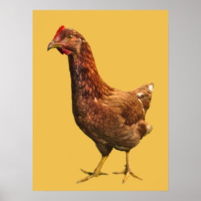 Rhode Island Red Hen Chicken Poster