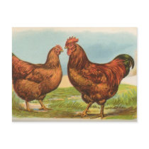 Rhode Island Reds Post Card