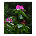 Rhodedendrom Print by riverdweller Rhodedendrom Print