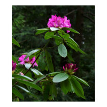 Rhodedendrom Print by riverdweller Rhodedendrom Print