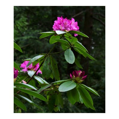 Rhodedendrom Print by riverdweller