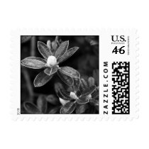 Rhodendron Buds Postage Stamp