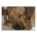 Rhodesian Ridgeback cards