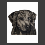 Rhodesian Ridgeback Dog Art - zulu Post Card