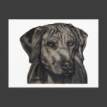 Rhodesian Ridgeback Dog Art - zulu Postcards
