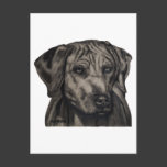 Rhodesian Ridgeback Dog Art - zulu Post Card