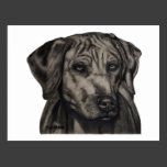 Rhodesian Ridgeback Dog Art - zulu Postcards