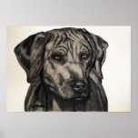 Rhodesian Ridgeback Dog Art - zulu Posters