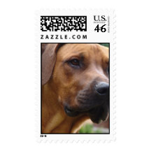 Rhodesian Ridgeback Dog Postage Stamp
