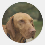 Rhodesian Ridgeback Dog Sticker