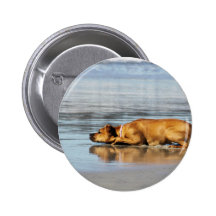 Rhodesian Ridgeback - Is the Water Cold? Pinback Buttons