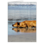 Rhodesian Ridgeback - Is the Water Cold? Greeting Card