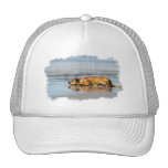 Rhodesian Ridgeback - Is the Water Cold? Mesh Hats