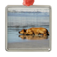 Rhodesian Ridgeback - Is the Water Cold? Ornaments