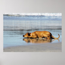 Rhodesian Ridgeback - Is the Water Cold? Print