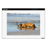 Rhodesian Ridgeback - Is the Water Cold? Skins For 15" Laptops