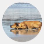 Rhodesian Ridgeback - Is the Water Cold? Round Sticker