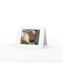 Rhodesian Ridgeback Labrador Dog Mix cards by SiteMadeSimple Rhodesian Ridgeback Labrador Dog Mix cards