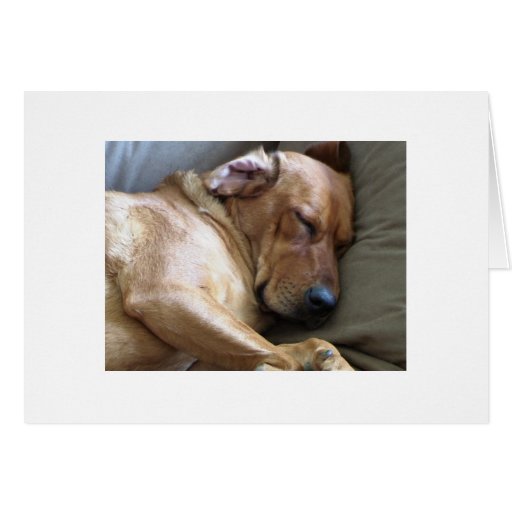 Rhodesian Ridgeback Labrador Dog Mix Greeting Card Rhodesian Ridgeback Labrador Dog Mix Greeting Card