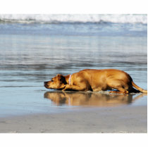 Rhodesian Ridgeback Photo Sculptures
