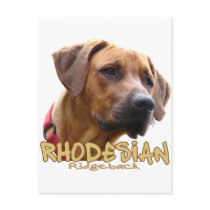 Rhodesian Ridgeback Post Card