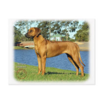 Rhodesian Ridgeback postcards