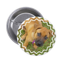 Rhodesian Ridgeback Puppies Pin