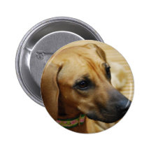 Rhodesian Ridgeback Puppy Button