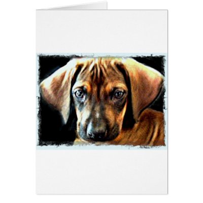 rhodesian ridgeback puppy. rhodesian ridgeback puppy greeting card by paigeandlarry