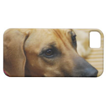 Rhodesian Ridgeback Puppy iPhone 5 Cover
