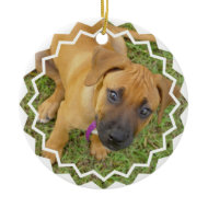 Rhodesian Ridgeback Puppy Ornament ornament
