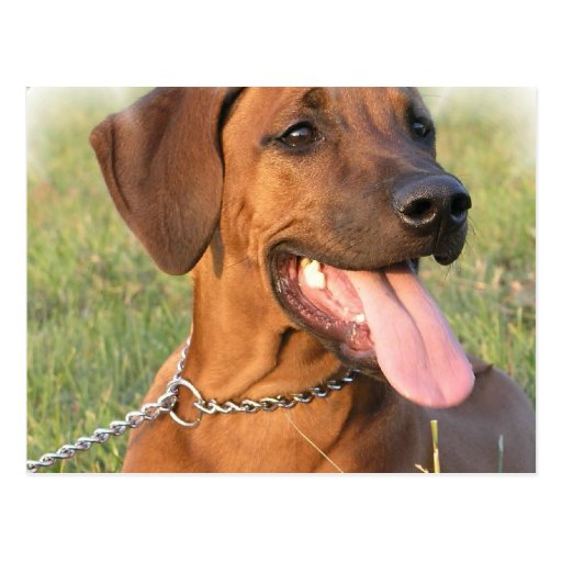 Rhodesian Ridgeback Rescue Postcard Zazzle