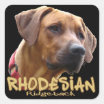 Rhodesian Ridgeback Square Stickers