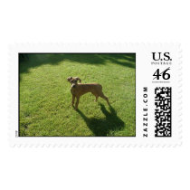 Rhodesian Ridgheback postage by cliffjill Rhodesian Ridgheback postage