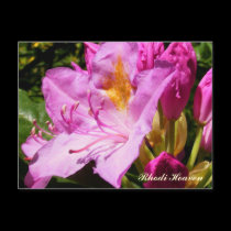 Rhodi Heaven postcards