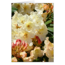 Rhodies Yellow 3 Cream Orange Rhododendrum Flowers Cards