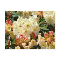 Rhodies Yellow 3 Cream Orange Rhododendrum Flowers postcards by Basleeartprintgifts Rhodies Yellow 3 Cream Orange Rhododendrum Flowers postcards