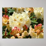 RHODIES Yellow Cream Orange 3 Azalea Flowers ART Poster