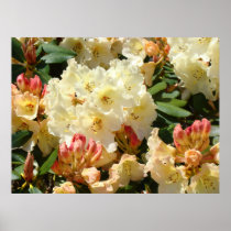 RHODIES Yellow Cream Orange 3 Azalea Flowers ART Poster