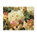 yellow azaleas, yellow azalea, peach azalea, peach