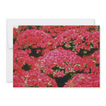Rhododendron Azalea flowers Announcement