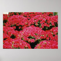 Rhododendron Azalea flowers Poster