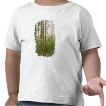 Rhododendron blooming among the Coast Redwoods / T-shirts
